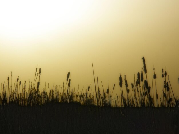 Photo plants at sunset