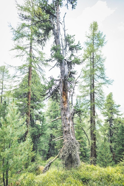 Plants in a swiss park