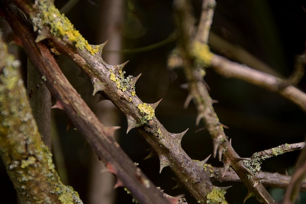 Plants thorns in the forest