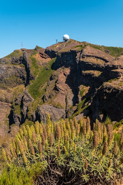 Pico do Arieiro Madeira Portugal의 Ninho da Manta 전망대 꼭대기에 있는 식물