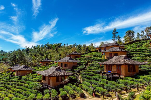 Plants and trees by building against blue sky