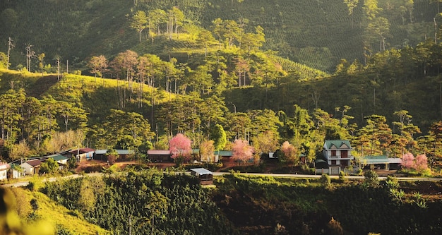 Photo plants and trees by building during autumn