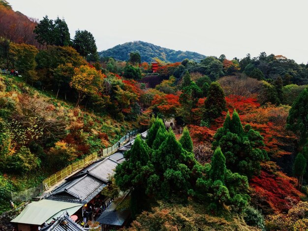 Foto piante e alberi accanto agli edifici contro il cielo durante l'autunno