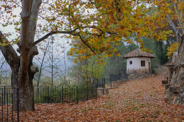 Plants and trees by house during autumn