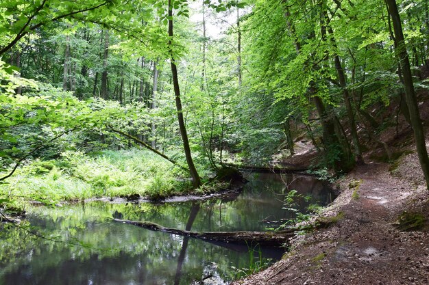 Plants and trees by stream in forest