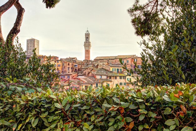 Foto piante e alberi in città contro il cielo