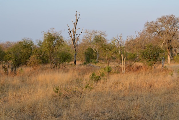 Photo plants and trees on field against sky