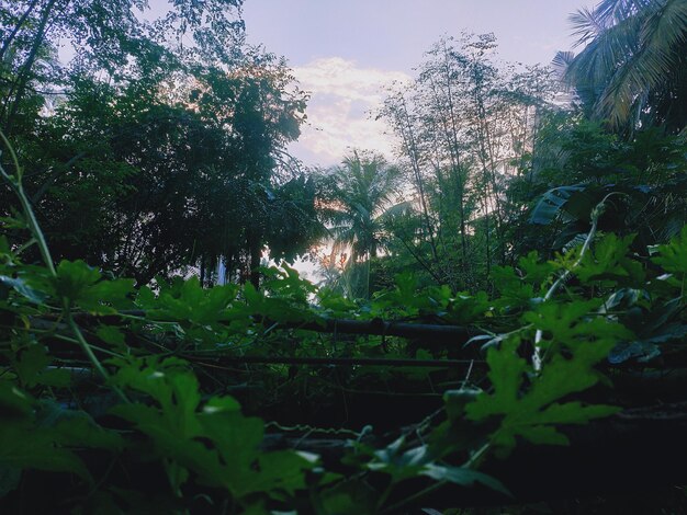 Plants and trees in forest against sky