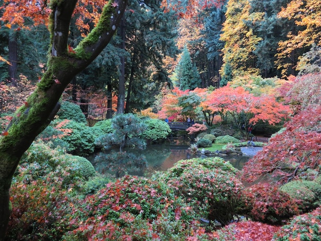 Photo plants and trees in forest during autumn