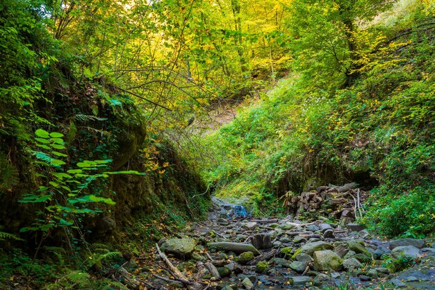 Plants and trees in forest during autumn