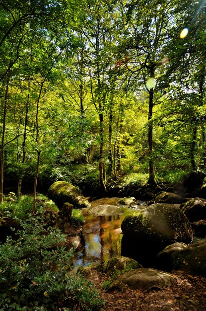 Foto piante e alberi in foresta