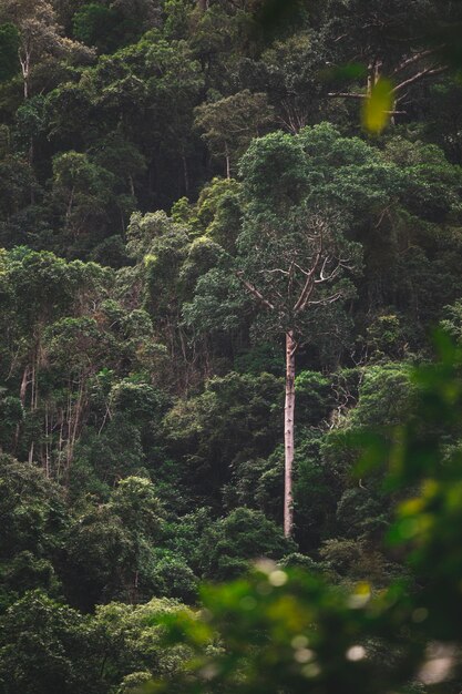 Foto piante e alberi nella foresta