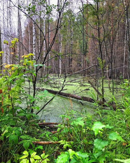 Plants and trees in forest