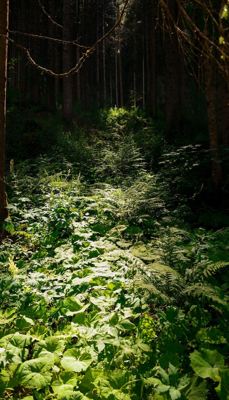Photo 森の植物と木