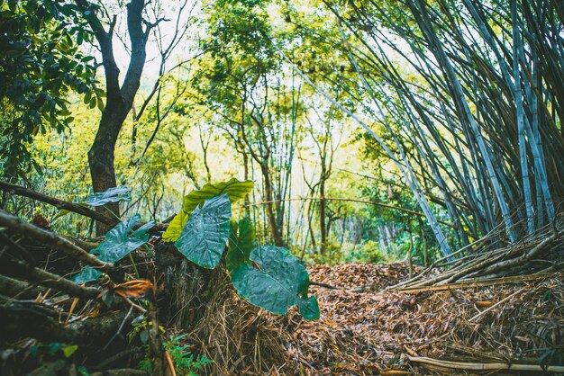 Plants and trees in forest