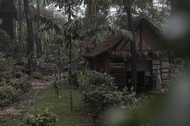 Photo plants and trees in forest