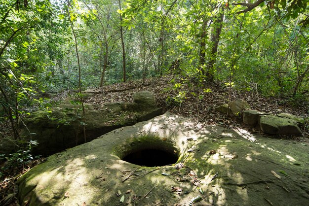 Foto piante e alberi in foresta