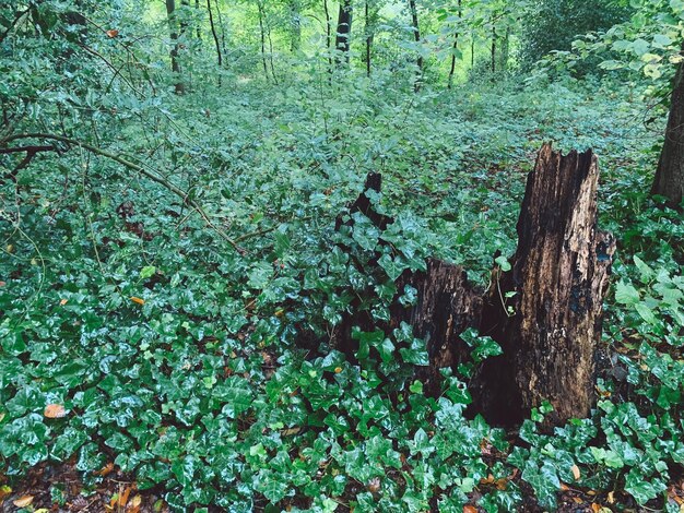 Plants and trees in forest