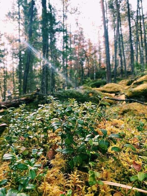 Plants and trees in forest