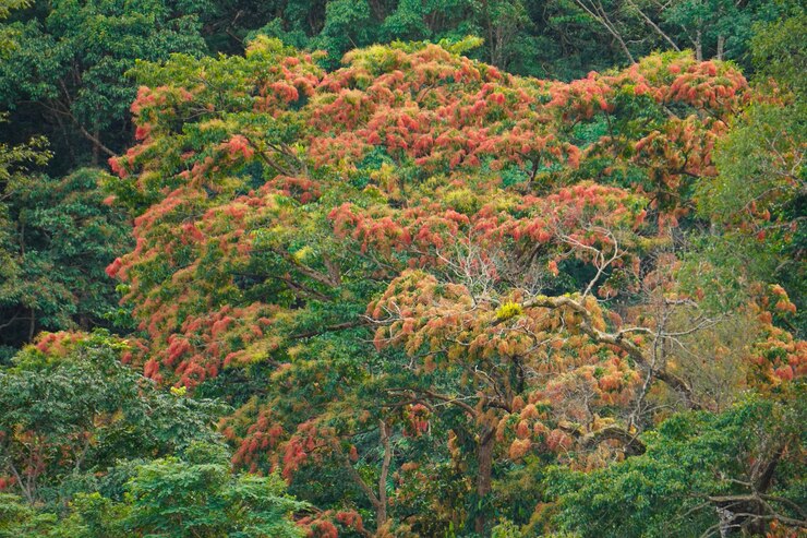 Photo plants and trees in forest