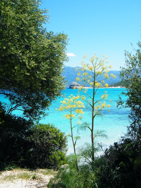 plants and trees growing by sea against sky