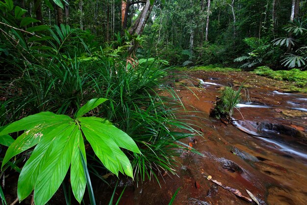 Photo plants and trees growing in forest