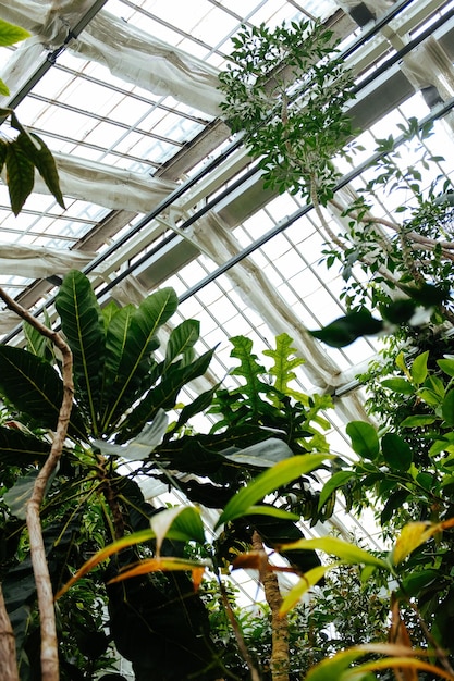 Photo plants and trees inside a greenhouse photo