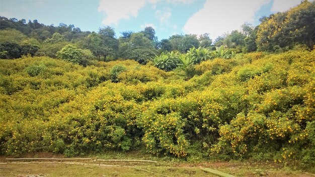 Plants and trees on landscape against sky