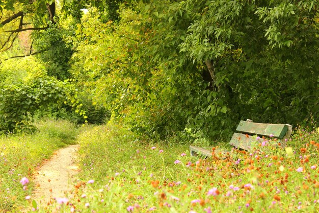 Foto piante e alberi nel parco