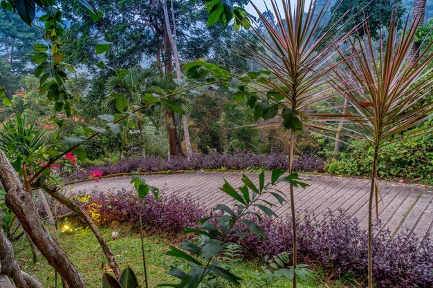 Photo plants and trees in park