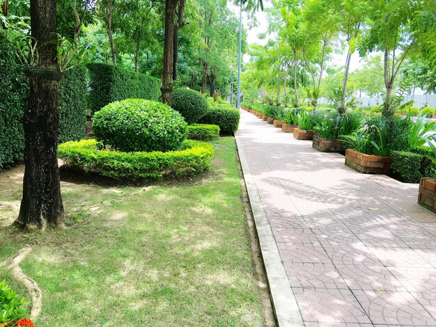 Plants and trees in park