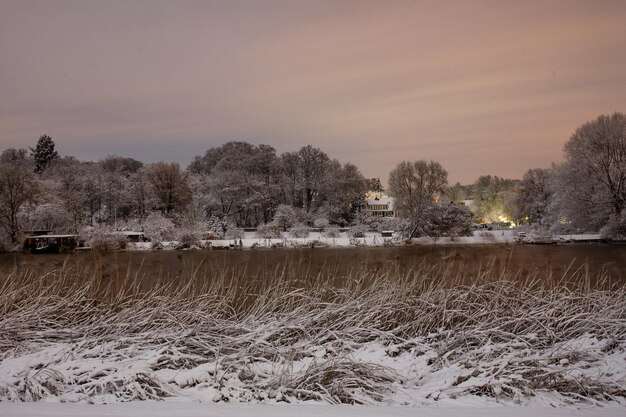 Plants and trees on snowy field against sky during winter at dusk