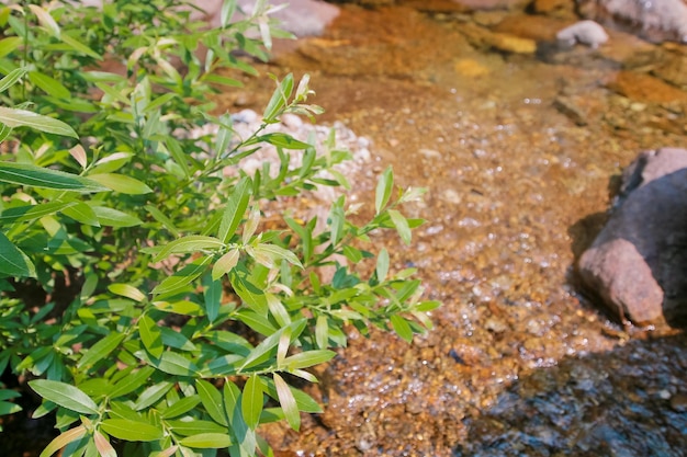 Plants turn green in the lush spring