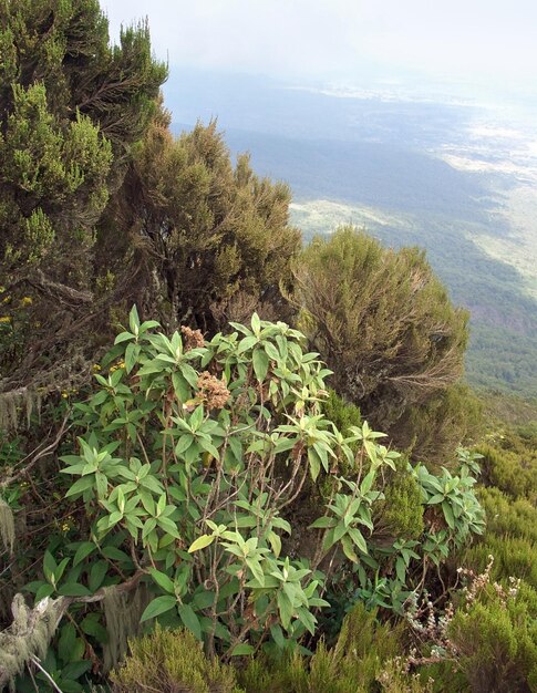 plants in the Virunga Mountains