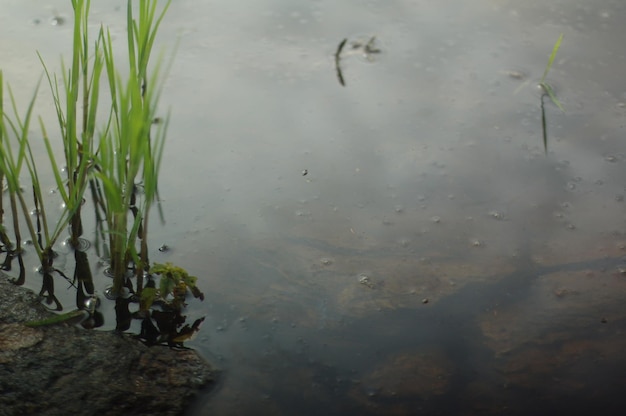 Foto piante in acqua