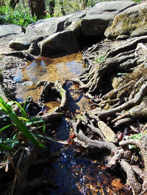 Photo plants in water