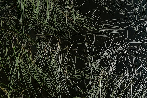 Plants in the waters of the lake