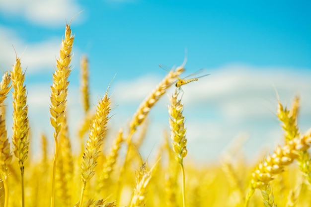 Plants of wheat on a background of blue sky