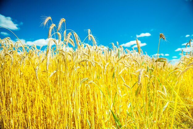 Plants of wheat on background of sky