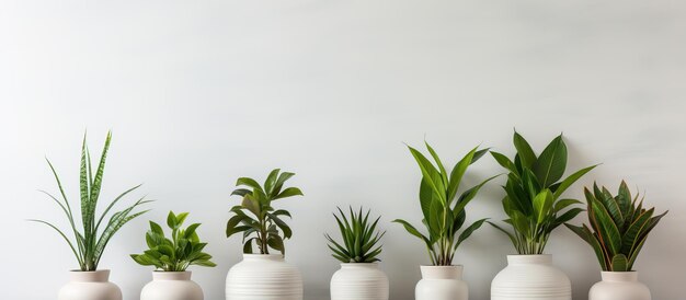 Photo plants in white pots against a white background