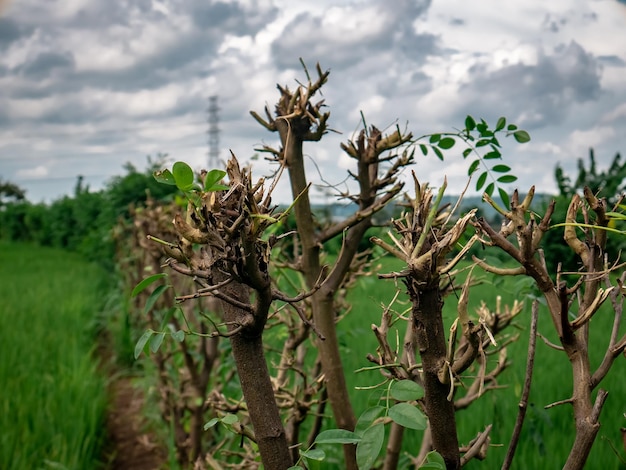 Plants whose leaves are pruned with the aim of preventing them from growing well