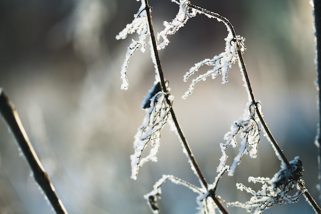 冬の植物は霜と雪で覆われて