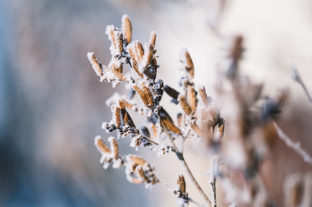 Piante in inverno coperte di brina e neve