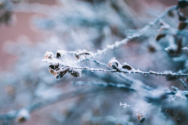 Plants in winter covered with frost and snow