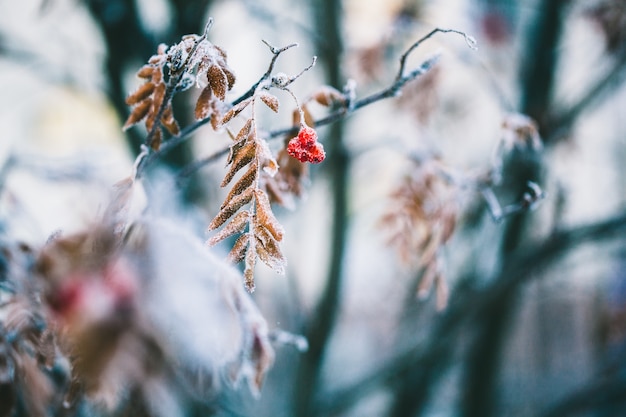 冬の植物は霜と雪で覆われて
