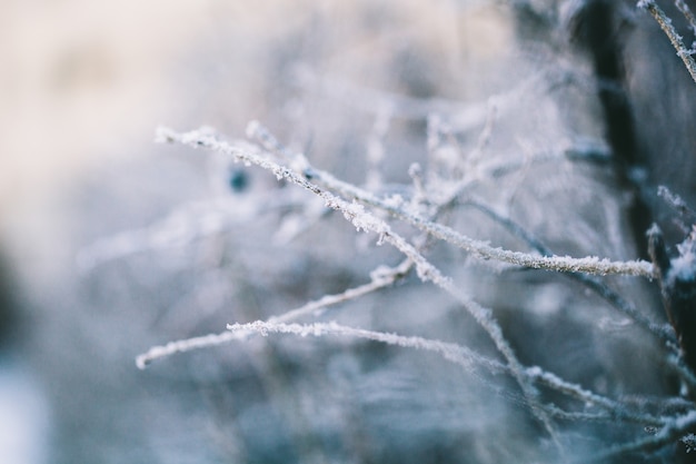 冬の植物は霜と雪で覆われて