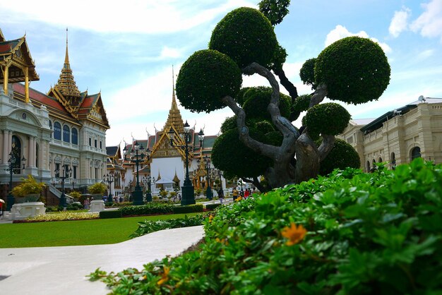 写真 背景に建物がある植物