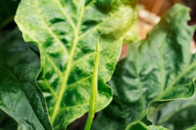 写真 雨の後に小滴がある植物。