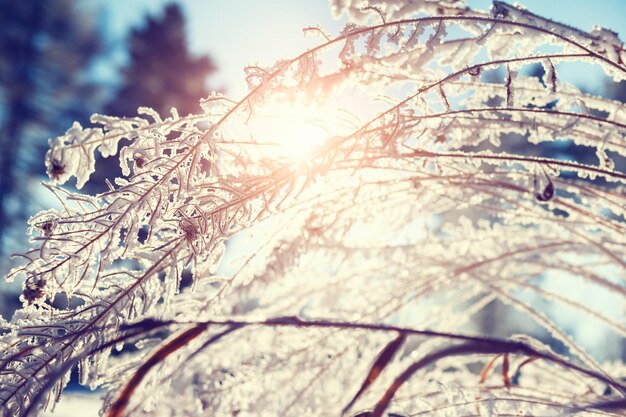 Plants with hoarfrost in winter forest at sunset. Macro image, vintage filter.