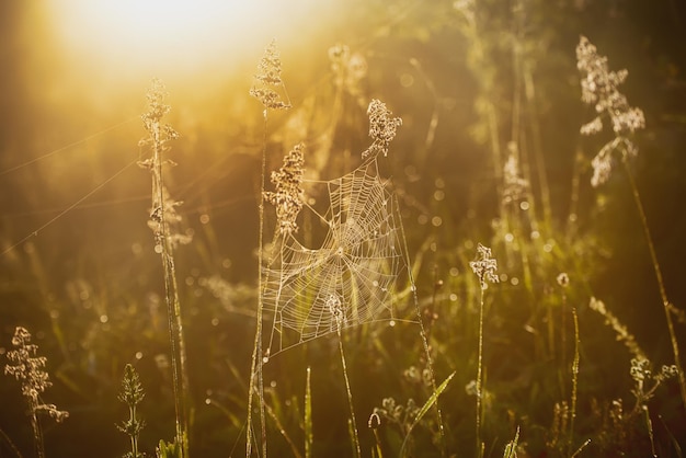 Plants with web